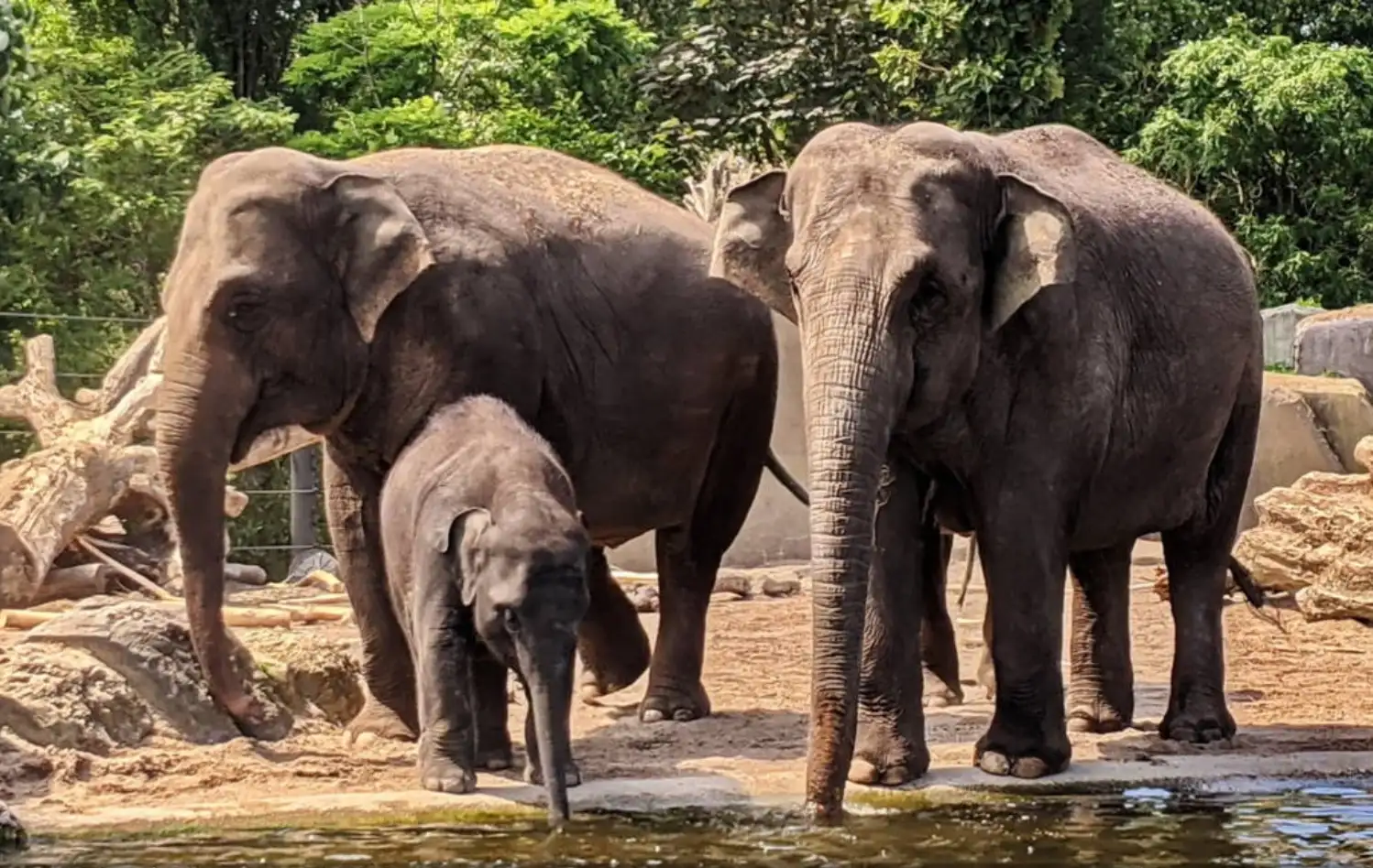 ARTIS Amsterdam Royal Zoo